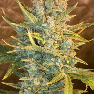 semilla automatica green  x10 Under Seeds