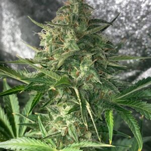 semilla automatica mohan x10 Under Seeds