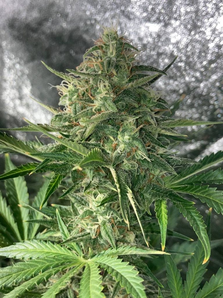 semilla automatica mohan x10 Under Seeds
