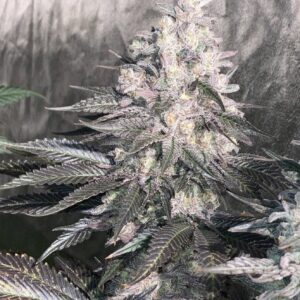Cherry pie feminizada x10